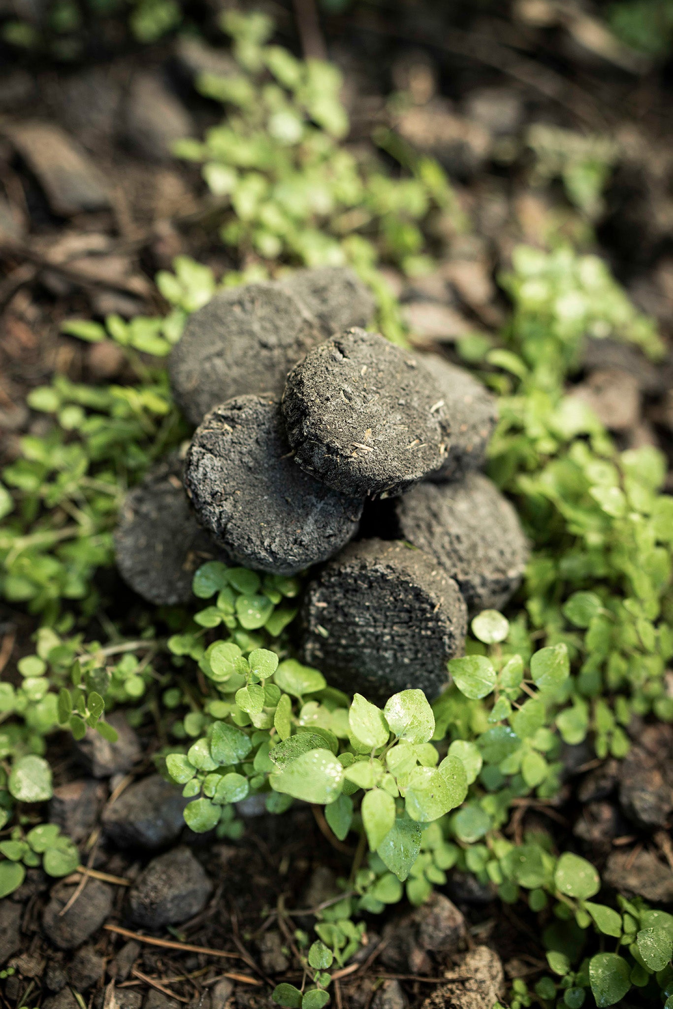 Sagrada Madre – Bomba Carbón - Aktiv-Räucherkohle - Neutral - 24 Stk.