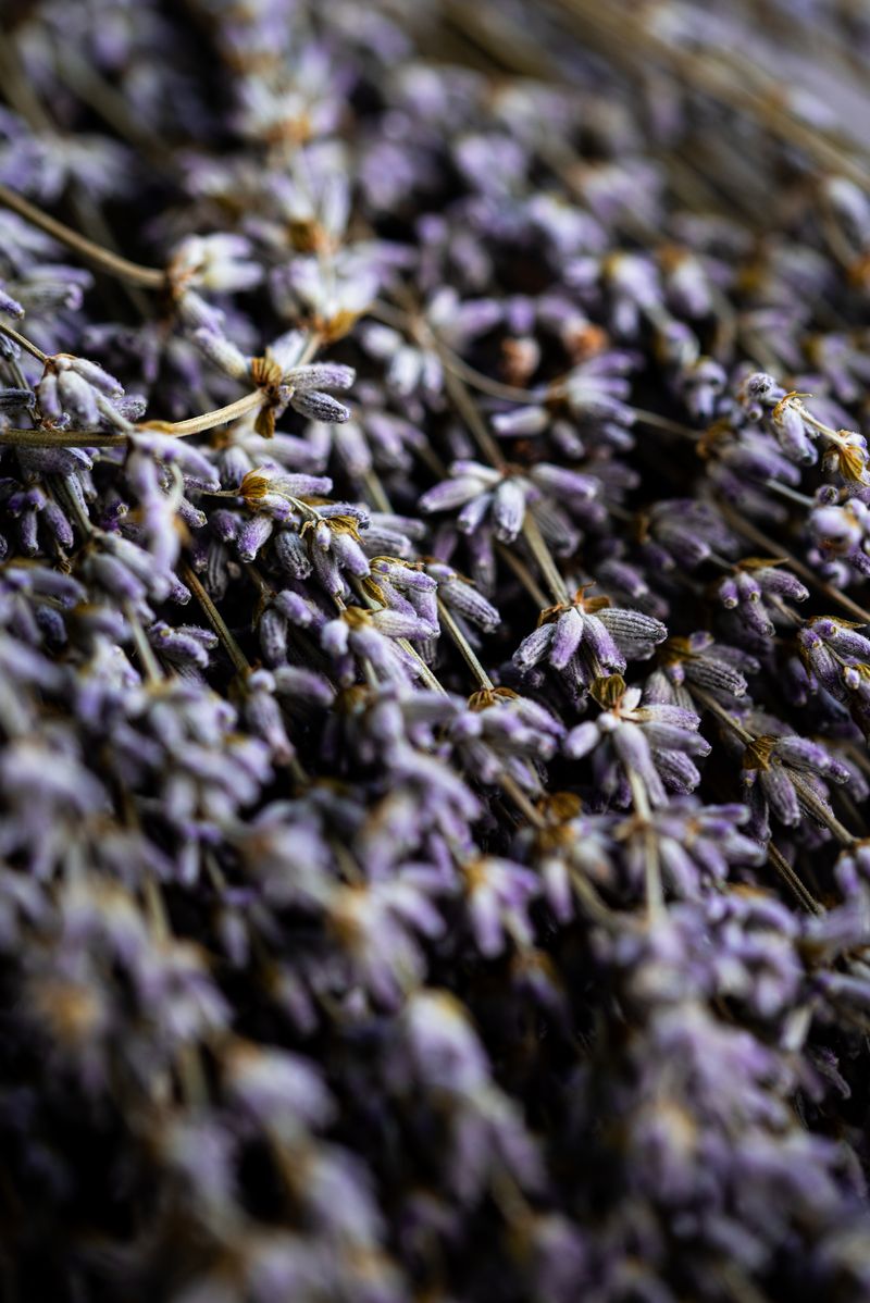 Sagrada Madre – Palo Santo Stick „Lavendel“