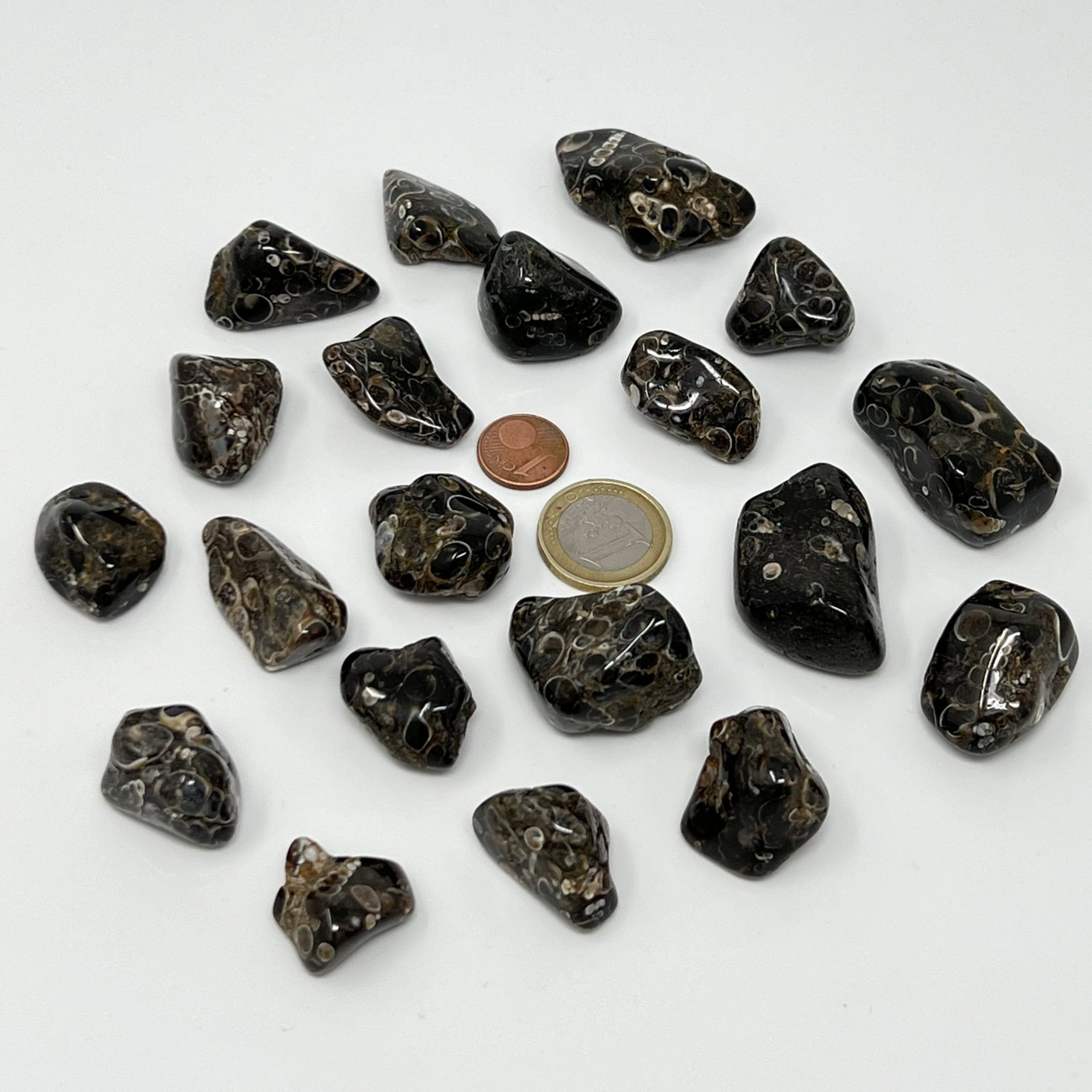 Turritellajaspis - Trommelstein - Größe 2-3,5 cm