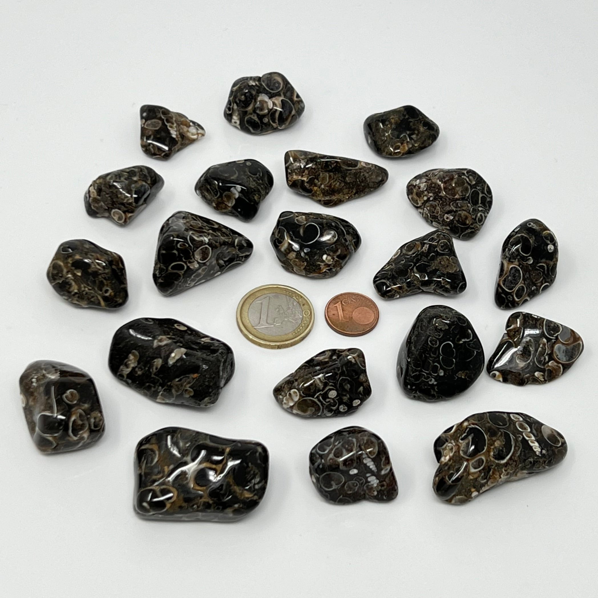 Turritellajaspis - Trommelstein - Größe 2-3,5 cm