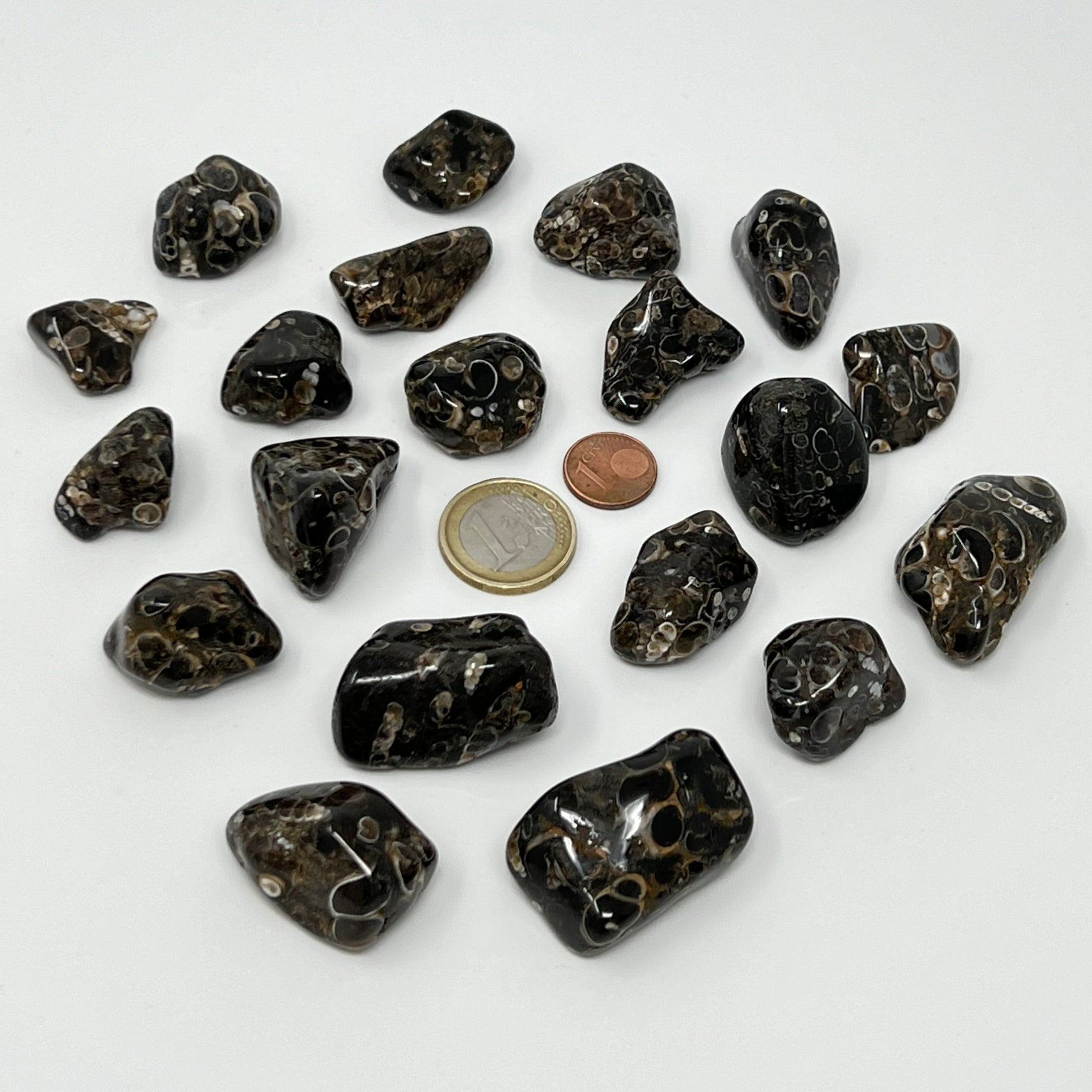 Turritellajaspis - Trommelstein - Größe 2-3,5 cm