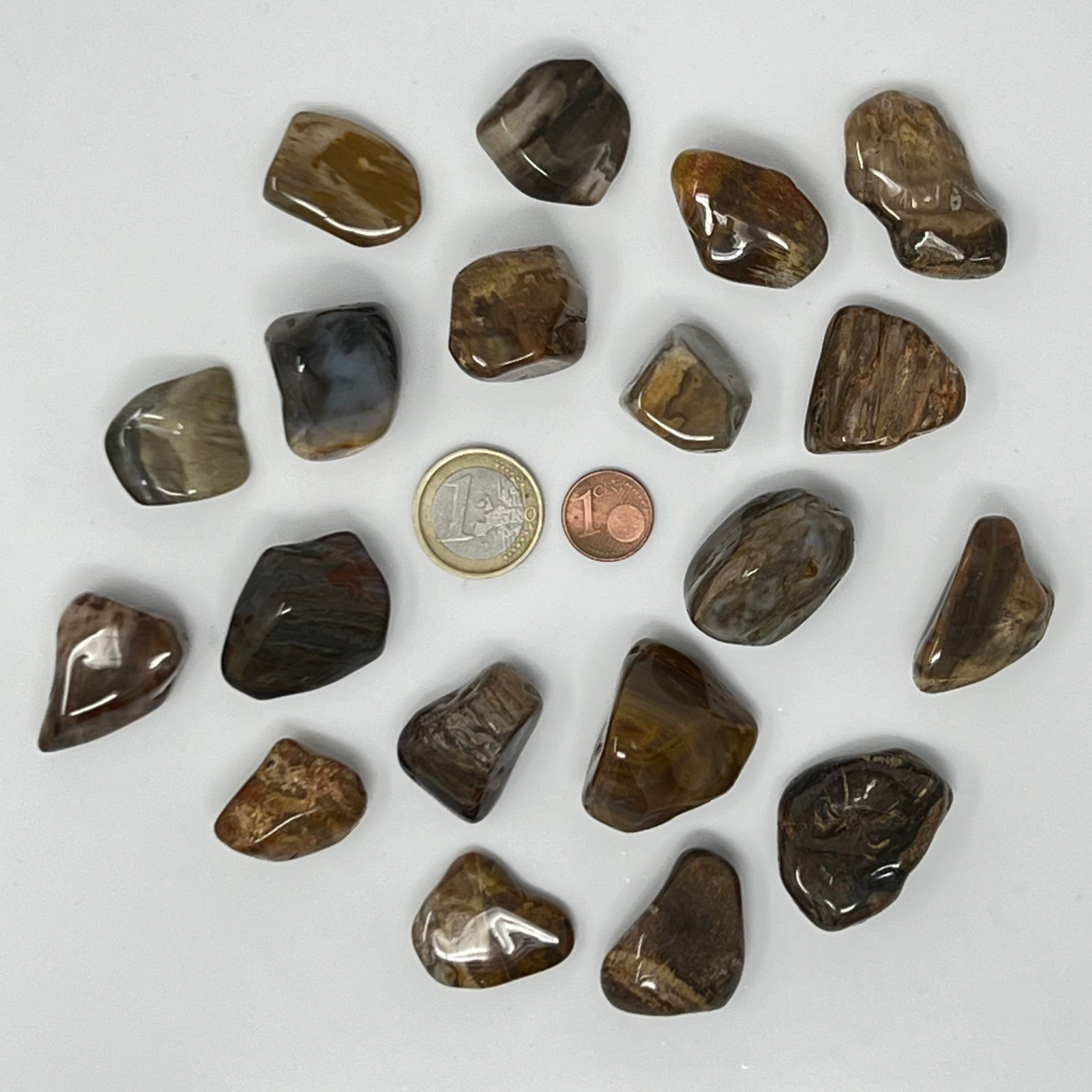 Versteinertes Holz - Trommelstein - Größe 2-3,5 cm