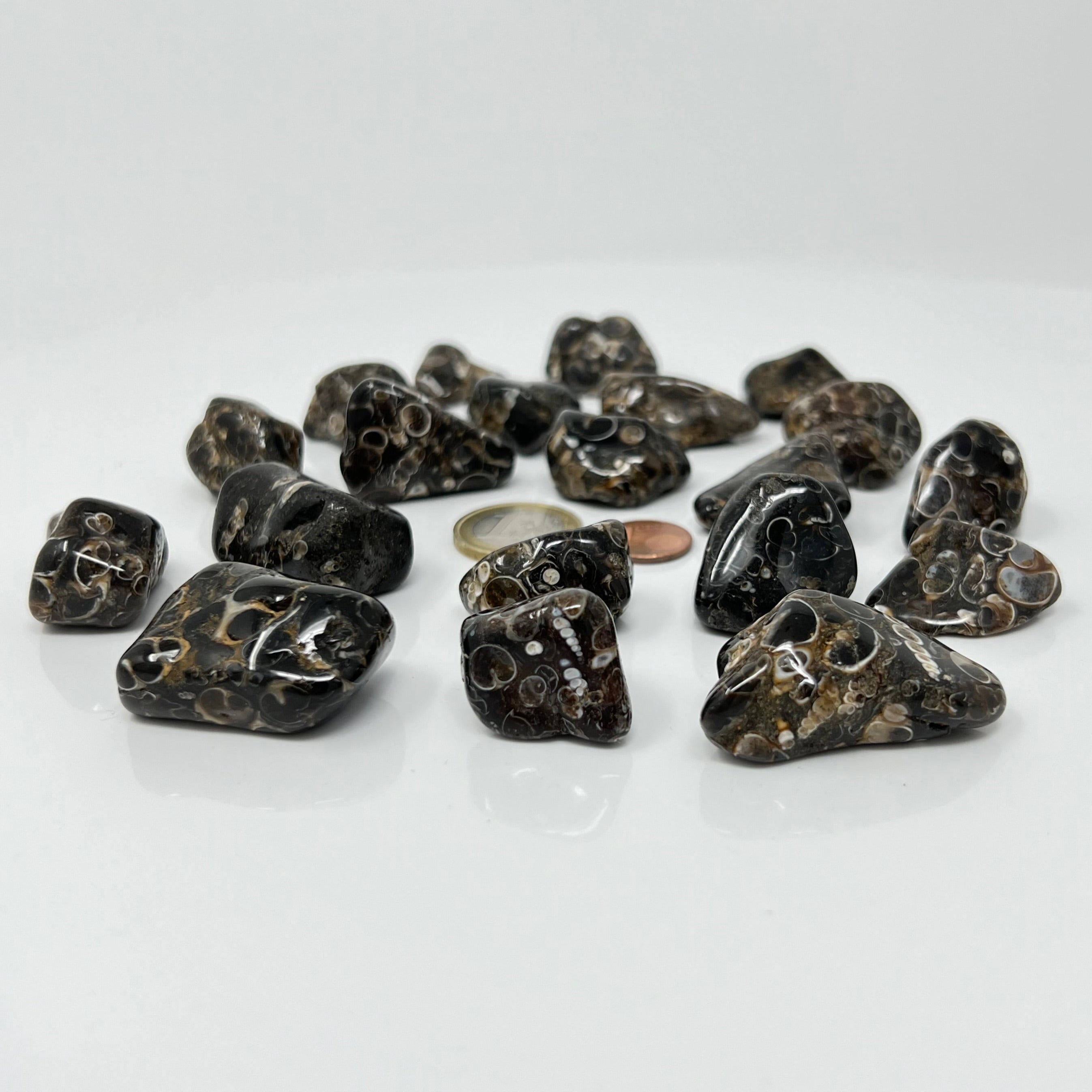 Turritellajaspis - Trommelstein - Größe 2-3,5 cm