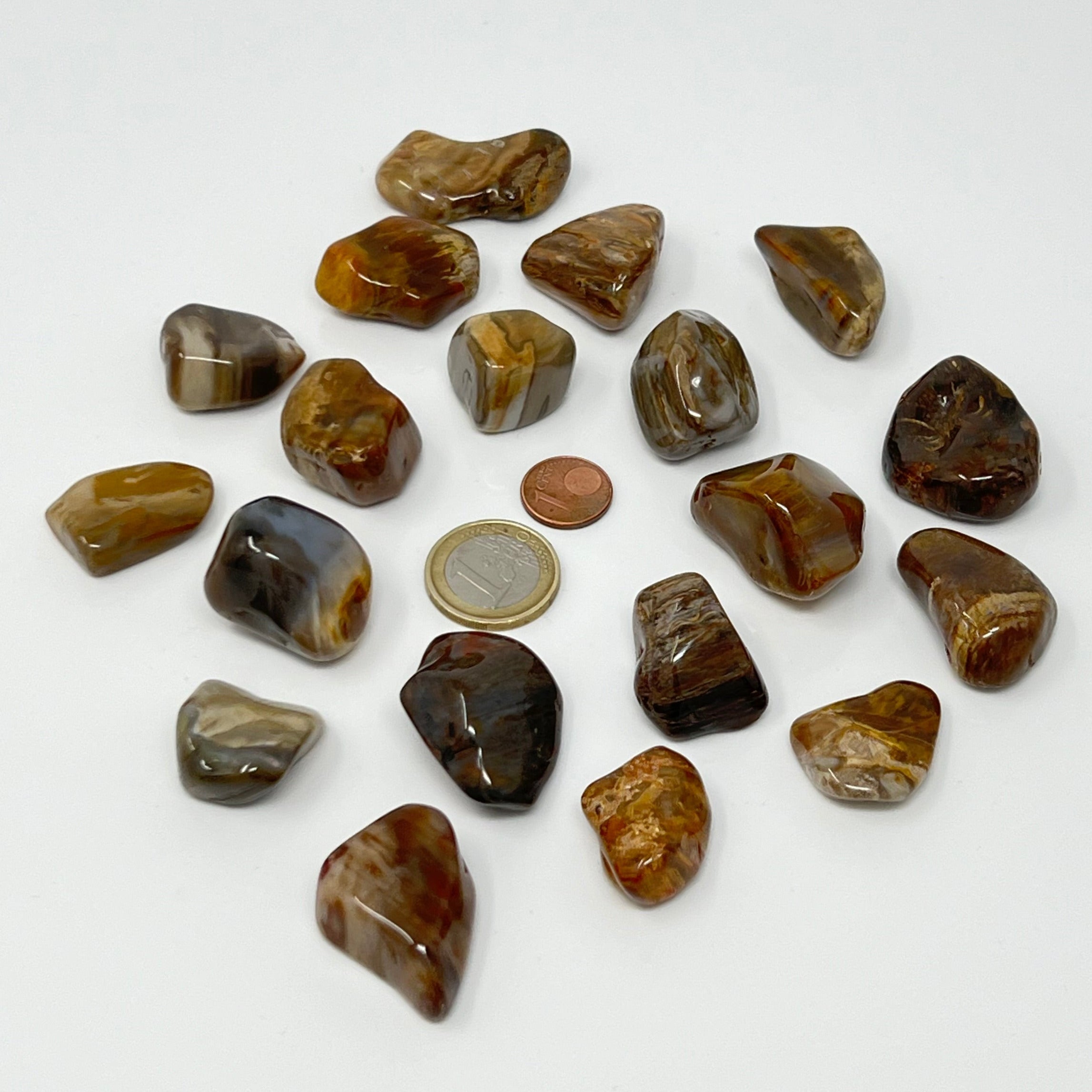 Versteinertes Holz - Trommelstein - Größe 2-3,5 cm