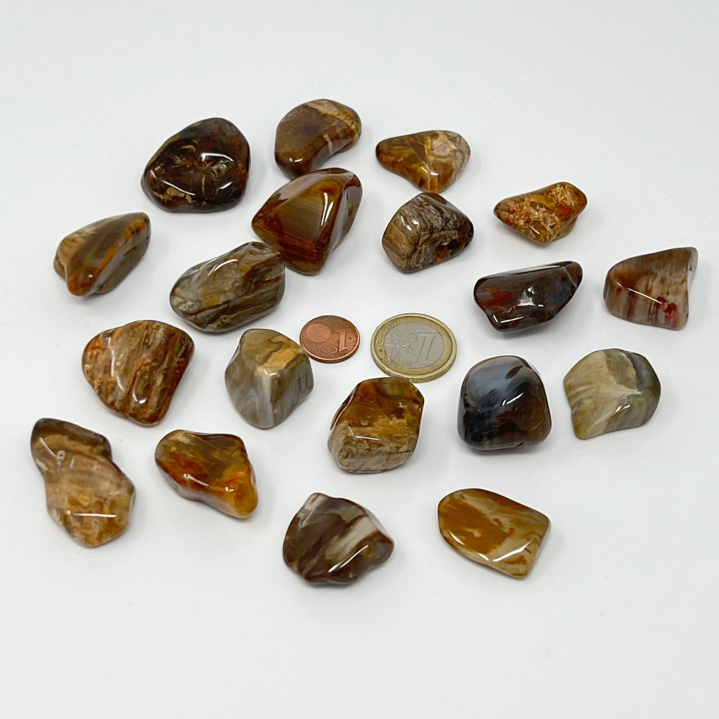 Versteinertes Holz - Trommelstein - Größe 2-3,5 cm