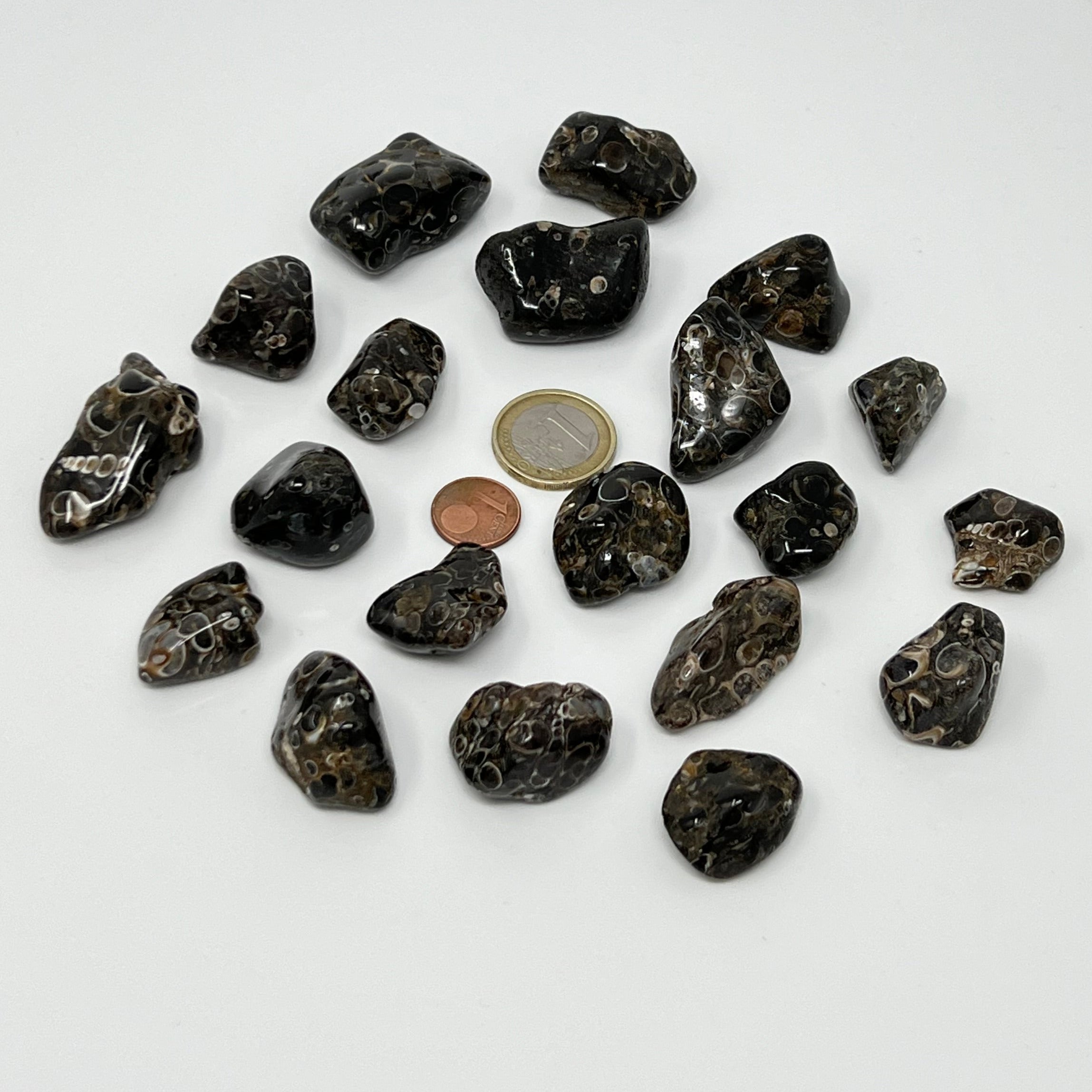 Turritellajaspis - Trommelstein - Größe 2-3,5 cm