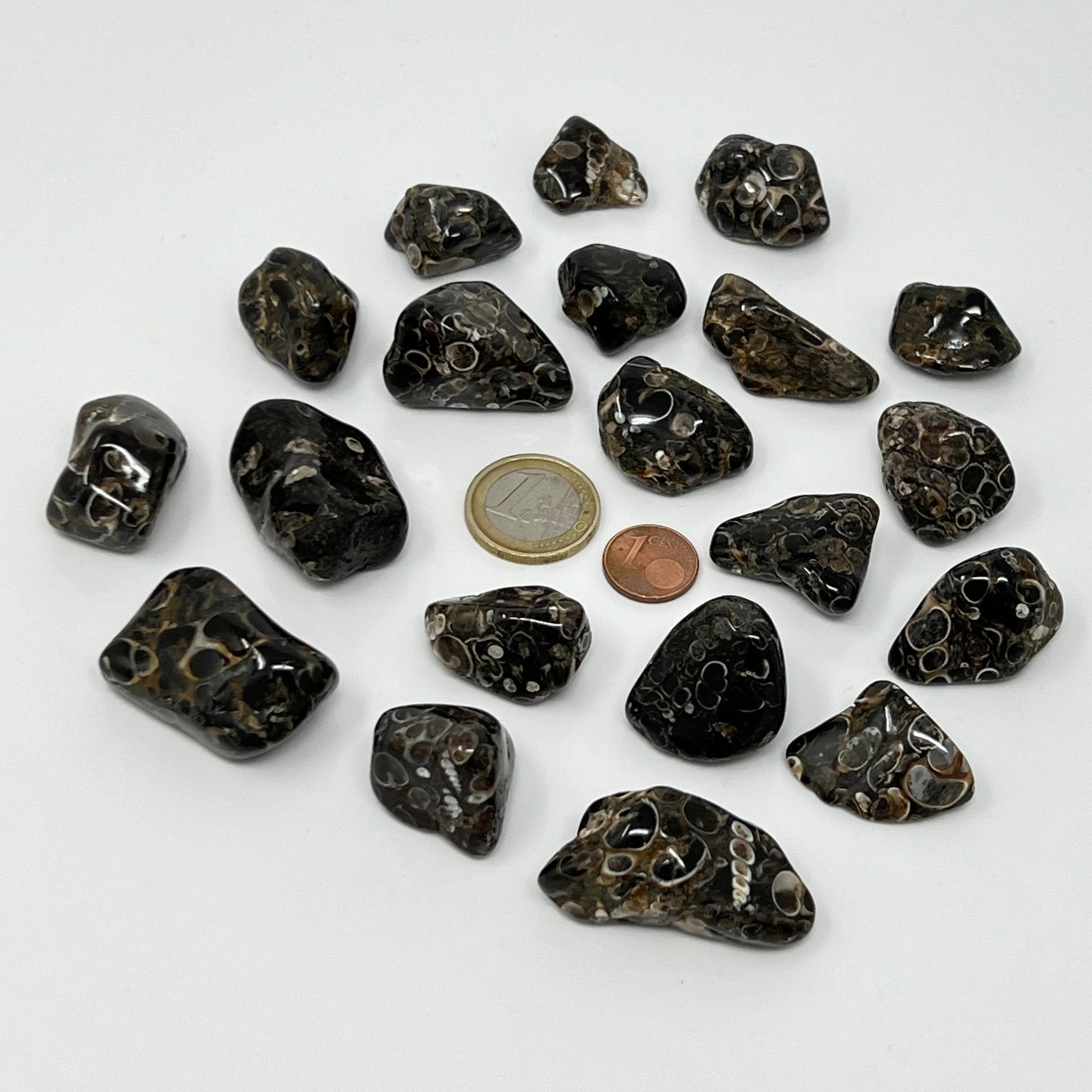 Turritellajaspis - Trommelstein - Größe 2-3,5 cm