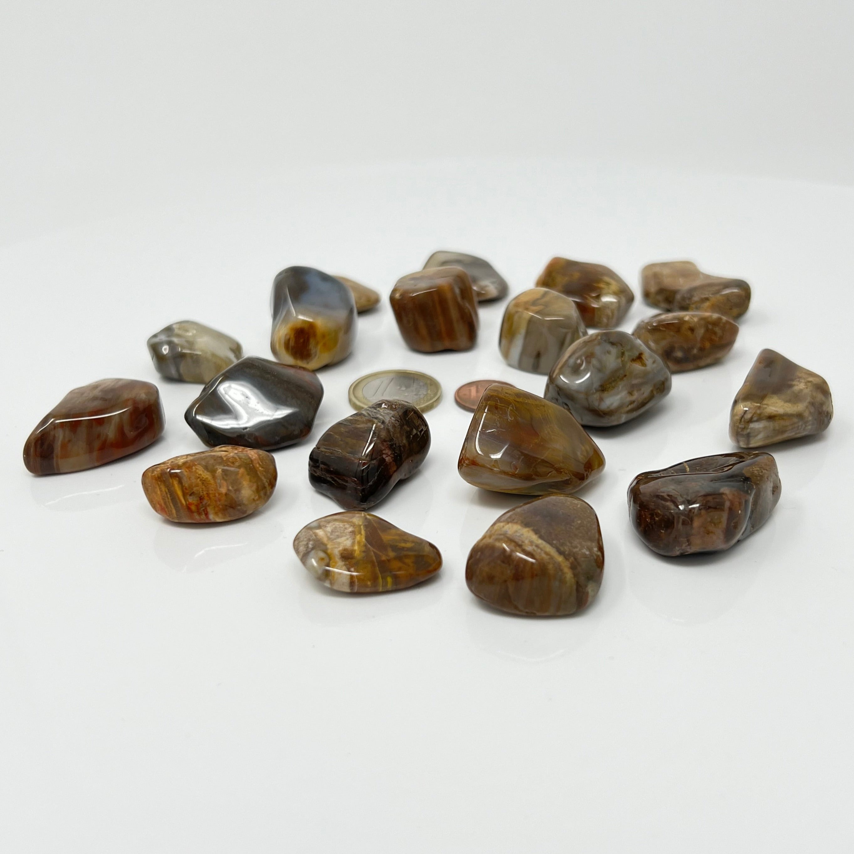 Versteinertes Holz - Trommelstein - Größe 2-3,5 cm