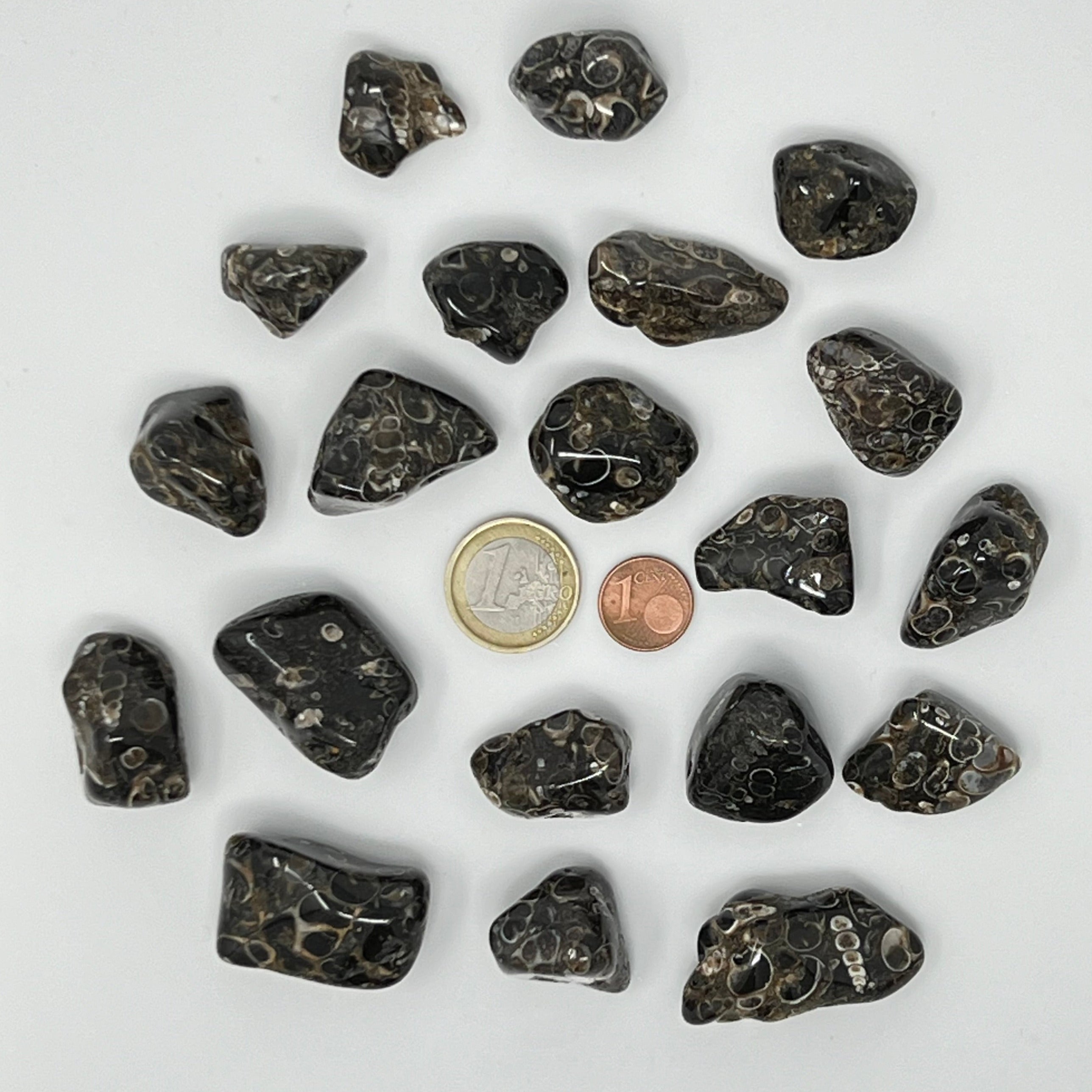 Turritellajaspis - Trommelstein - Größe 2-3,5 cm