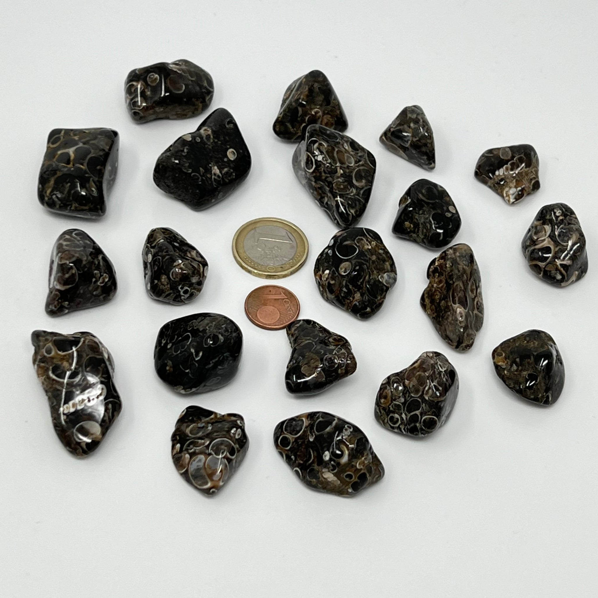 Turritellajaspis - Trommelstein - Größe 2-3,5 cm