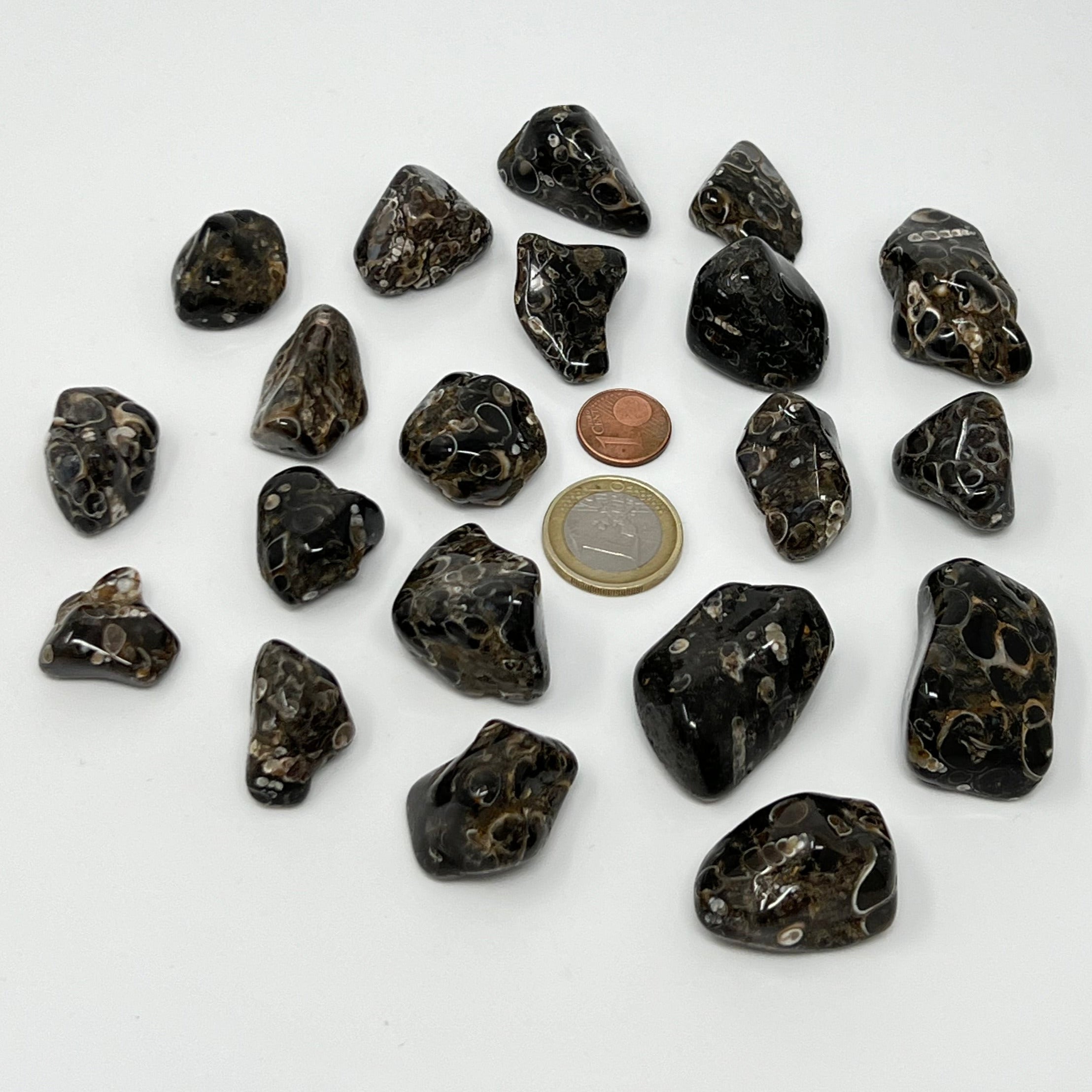 Turritellajaspis - Trommelstein - Größe 2-3,5 cm