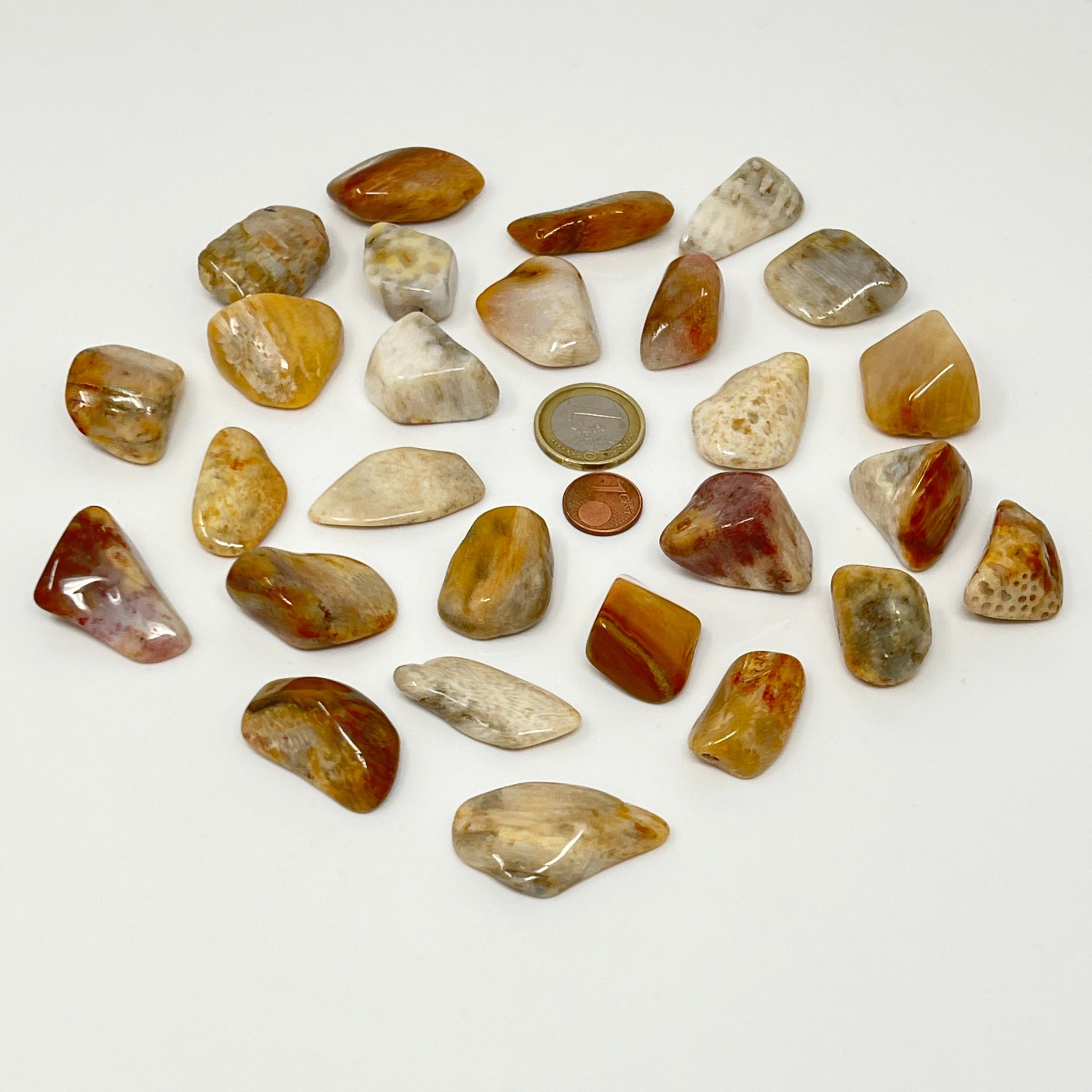 Koralle versteinert - Trommelstein - Größe 2-3,5 cm