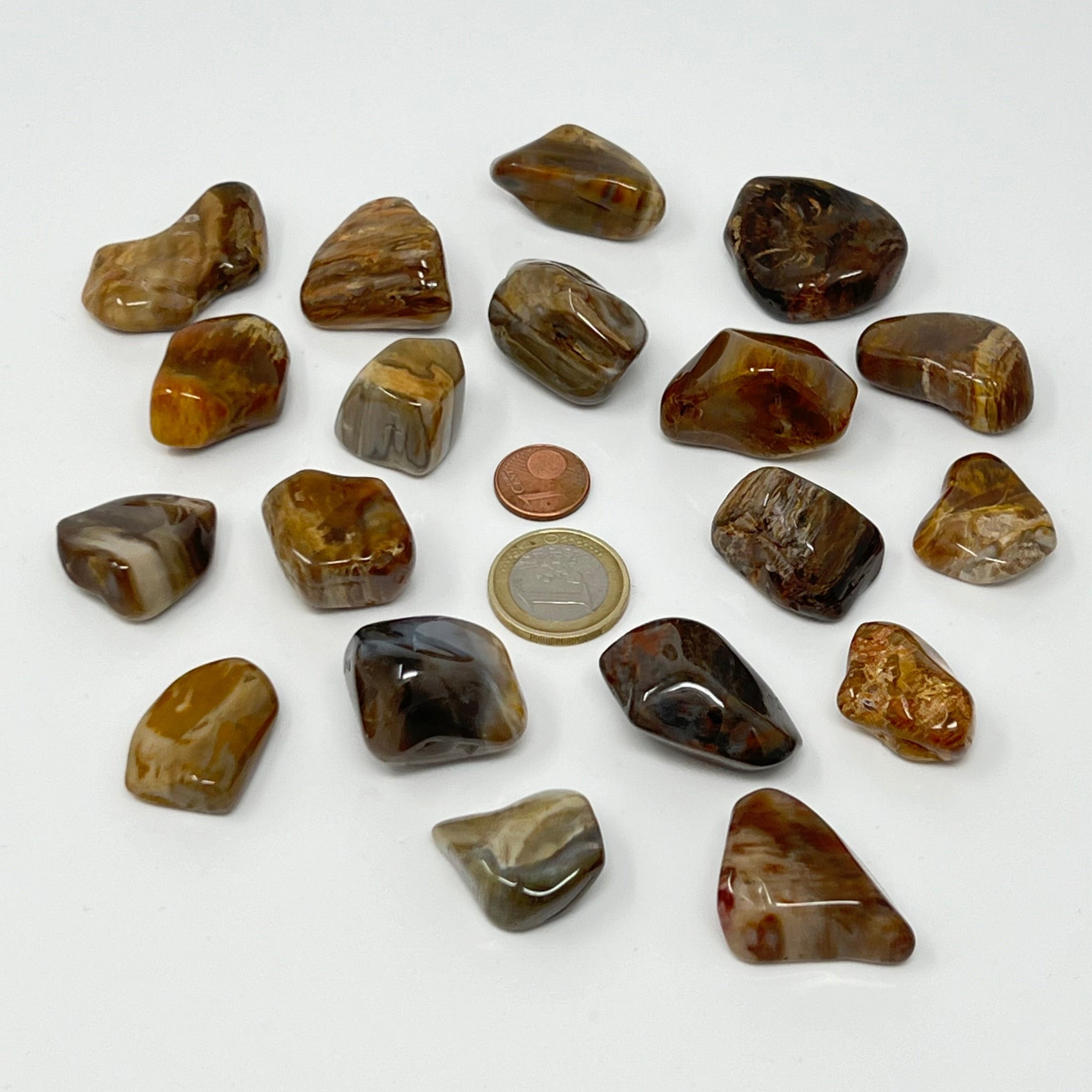 Versteinertes Holz - Trommelstein - Größe 2-3,5 cm