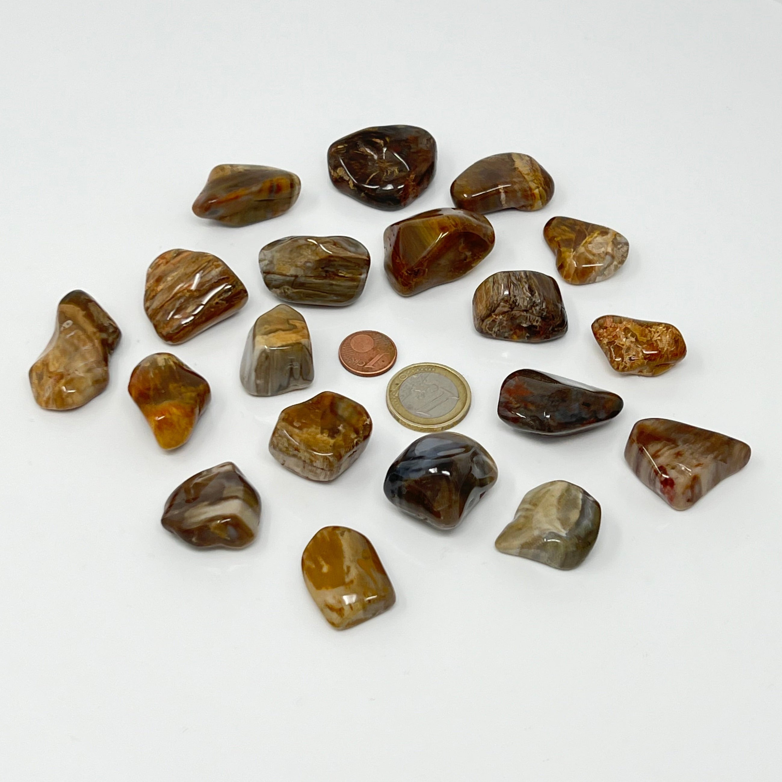 Versteinertes Holz - Trommelstein - Größe 2-3,5 cm