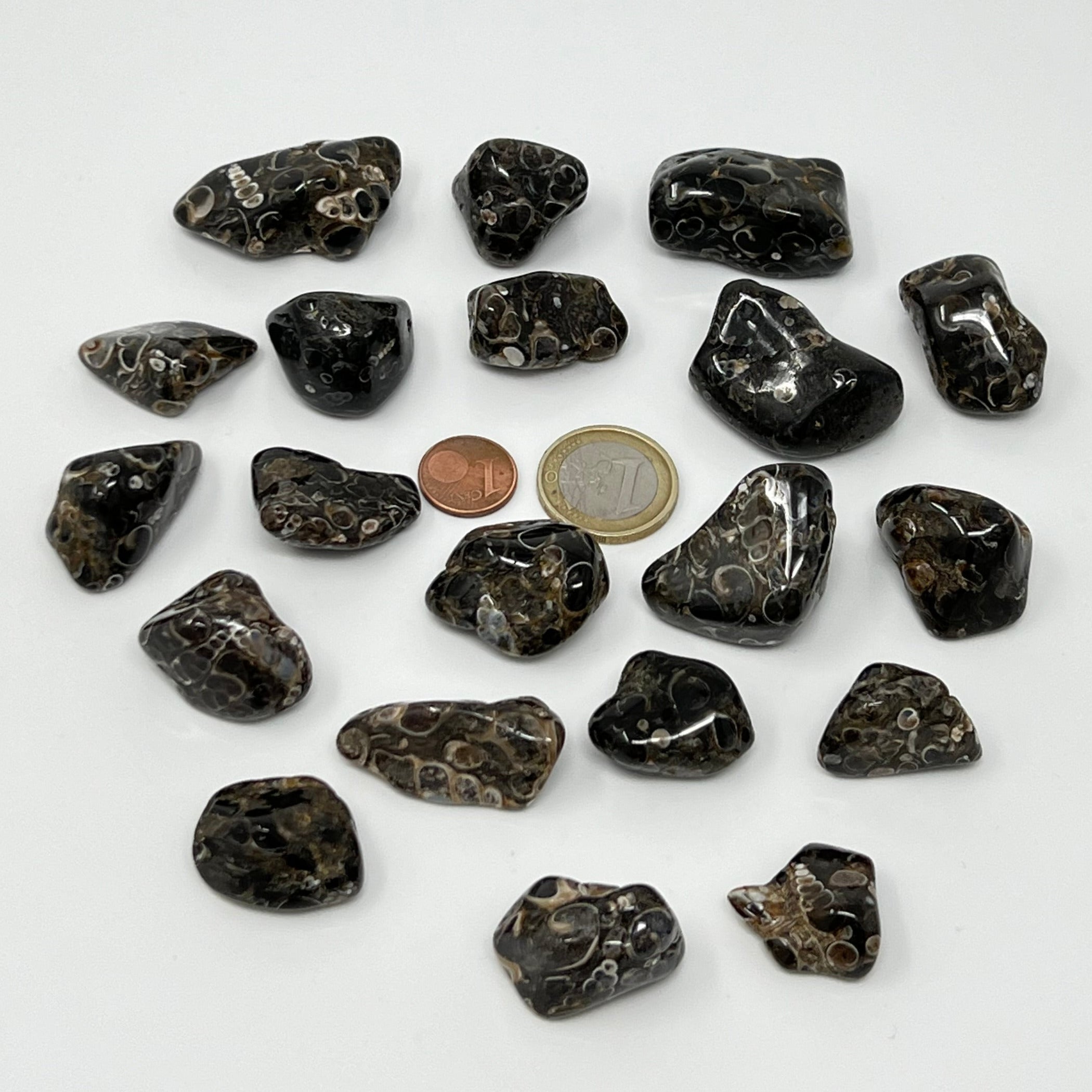 Turritellajaspis - Trommelstein - Größe 2-3,5 cm