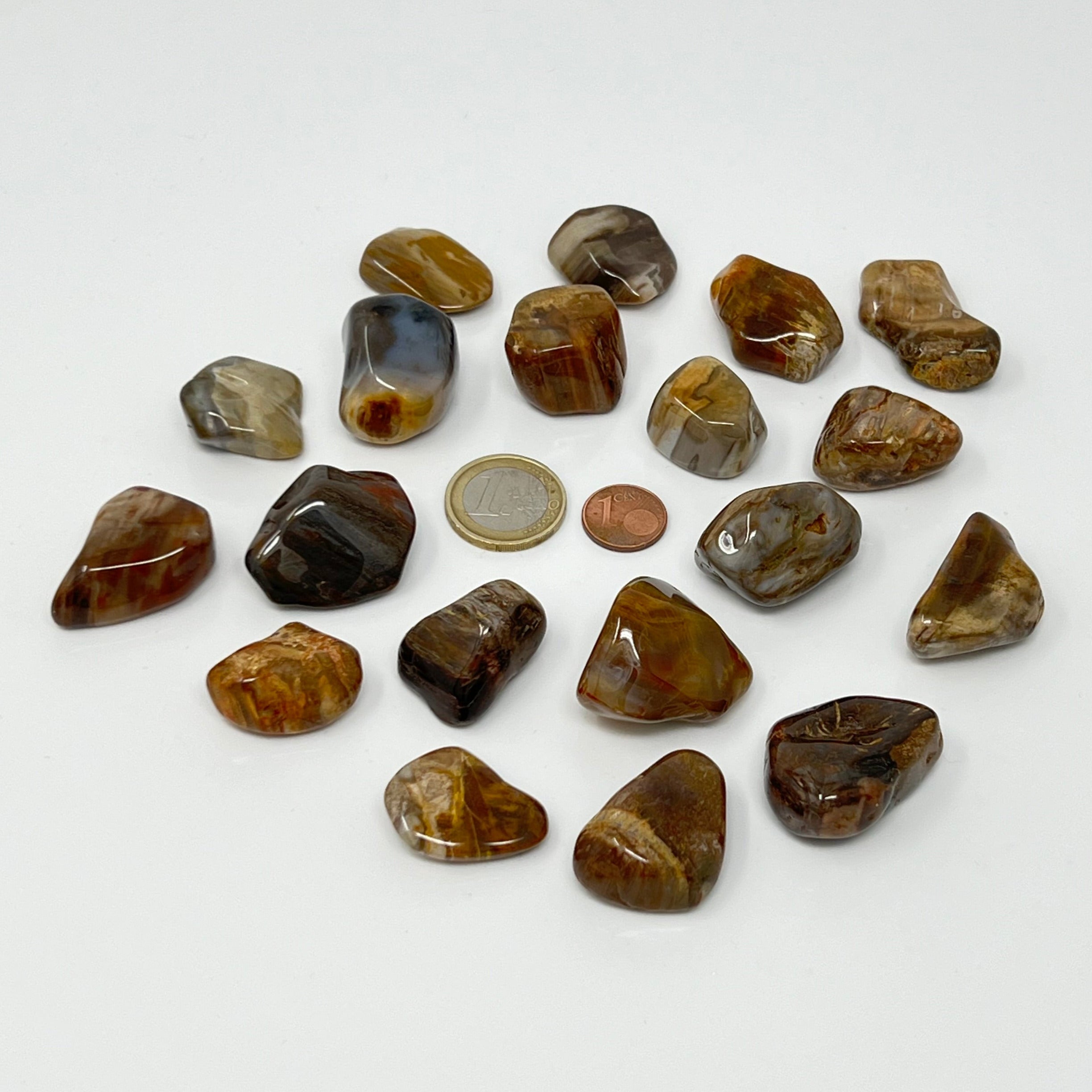 Versteinertes Holz - Trommelstein - Größe 2-3,5 cm