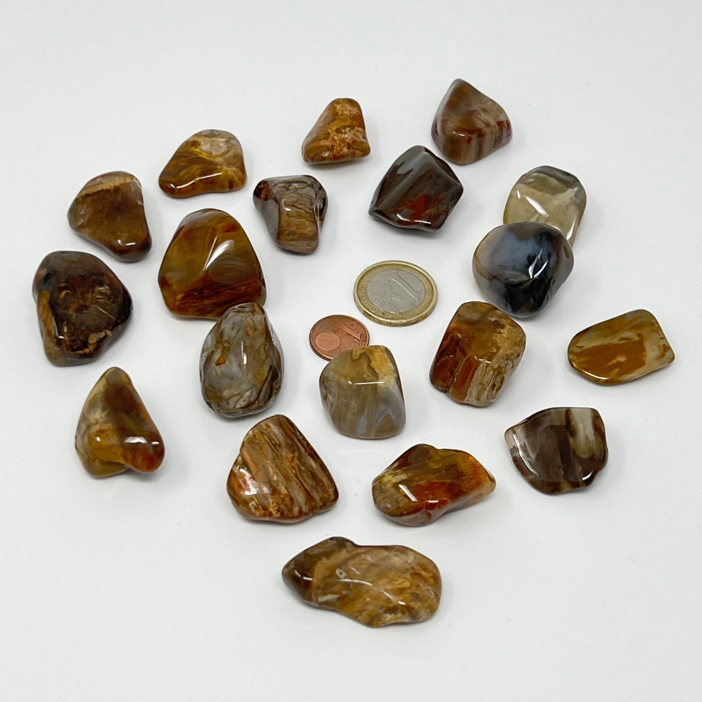 Versteinertes Holz - Trommelstein - Größe 2-3,5 cm