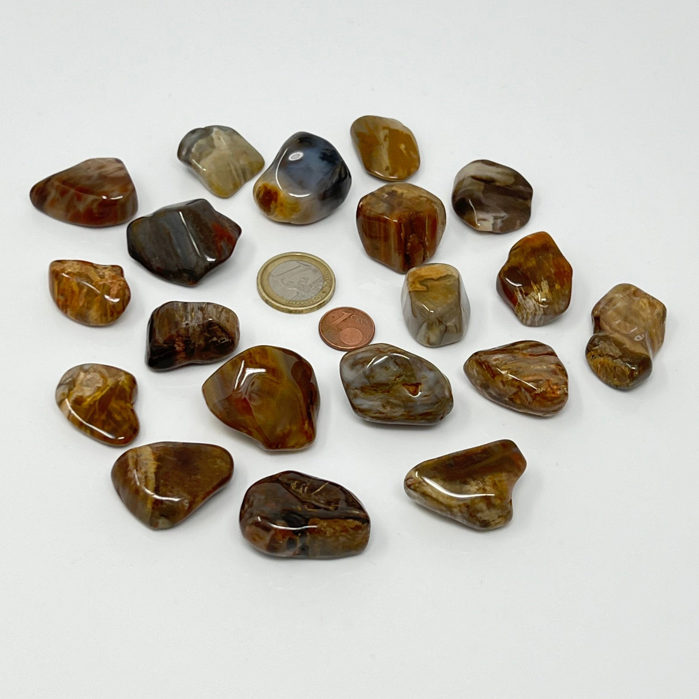 Versteinertes Holz - Trommelstein - Größe 2-3,5 cm