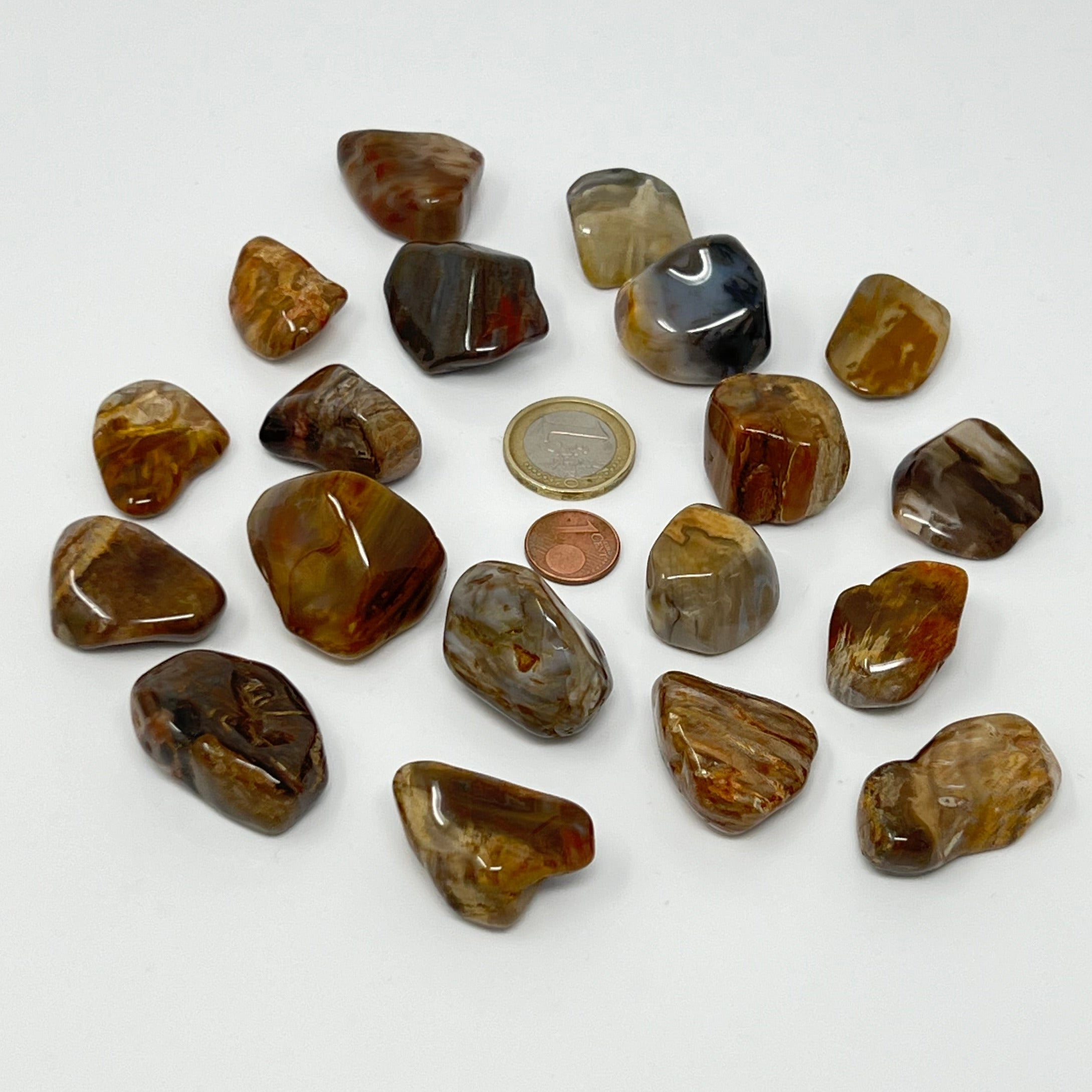 Versteinertes Holz - Trommelstein - Größe 2-3,5 cm