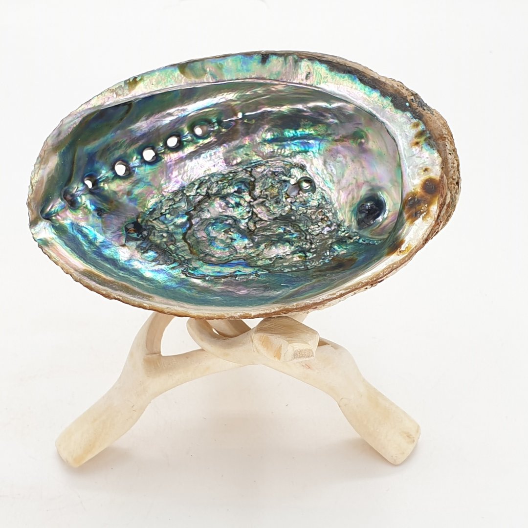 Hölzerner Cobra Schüsselstandplatz + Abalone Muschel groß 14-15 cm